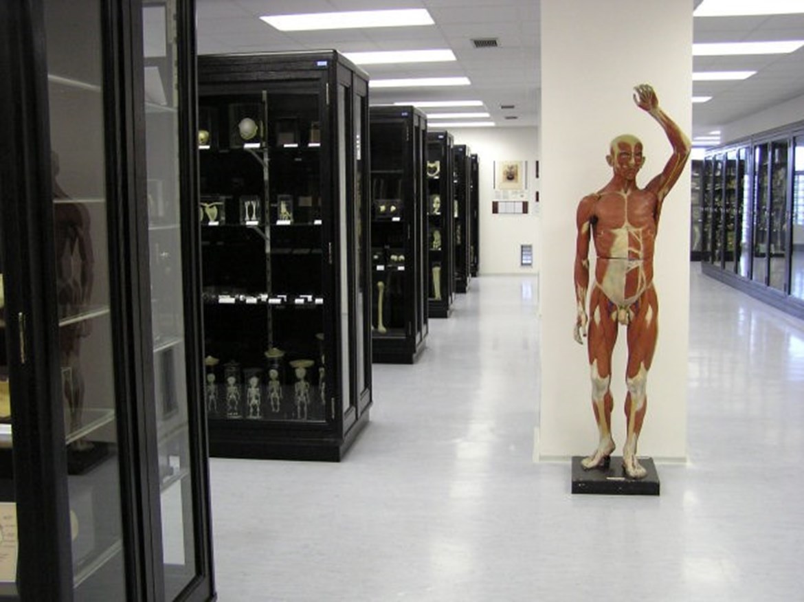 Anatomical Museum LF MU