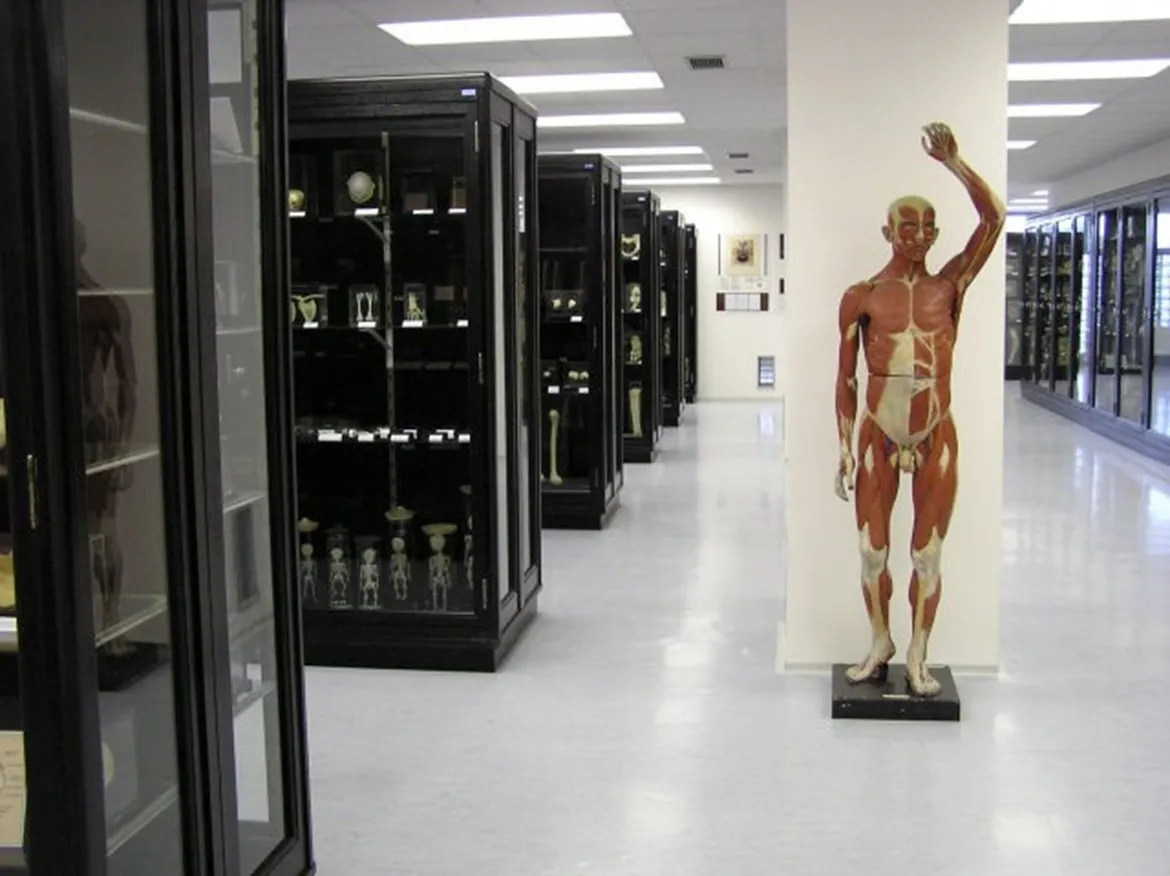 Anatomical Museum LF MU